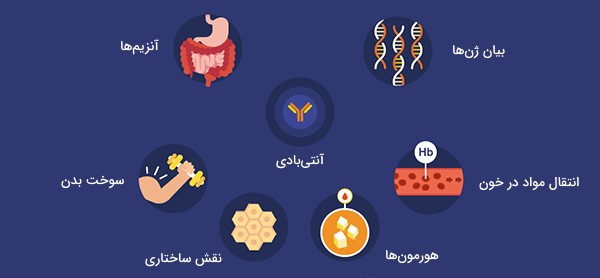 منابع پروتئین