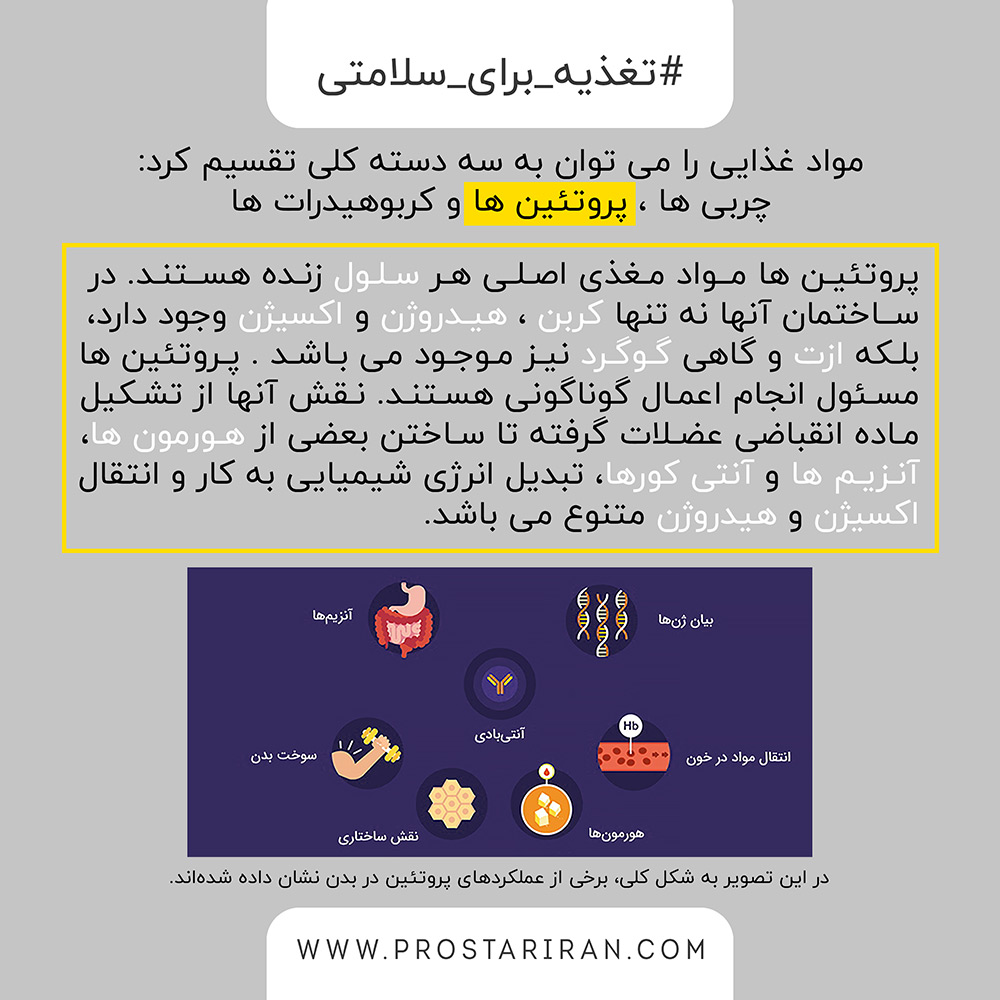 پروتئین ها چه نقشی در بدن دارند